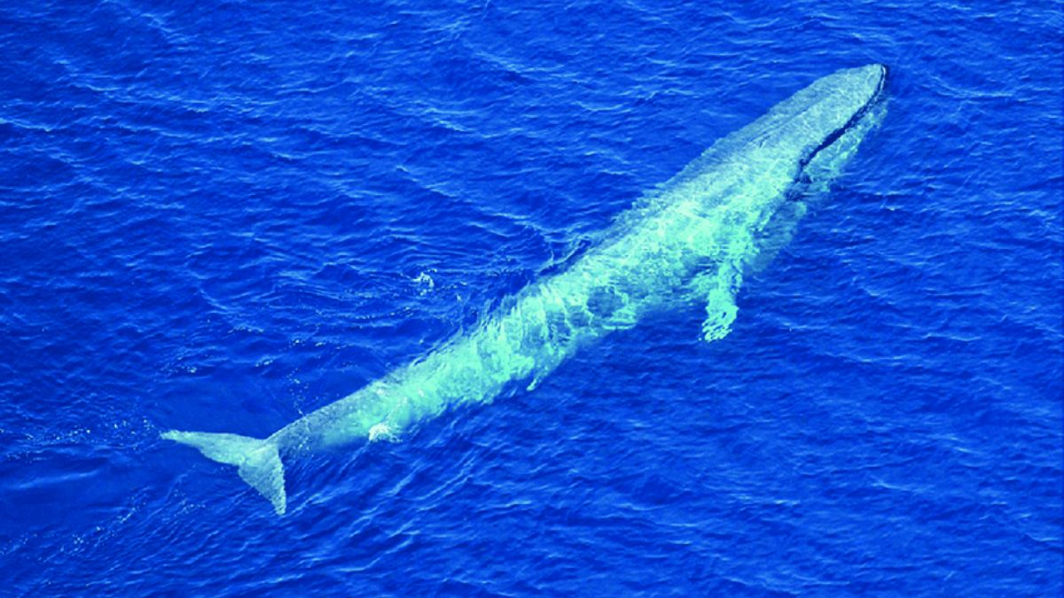 blue whale bitten in half
